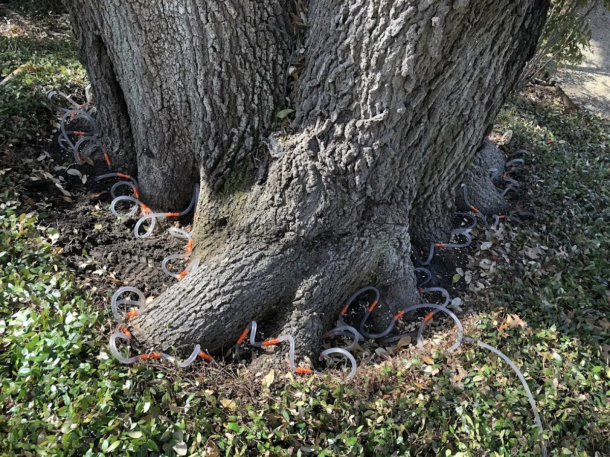 Detailed Tree Cabling and Bracing job site in Peconic