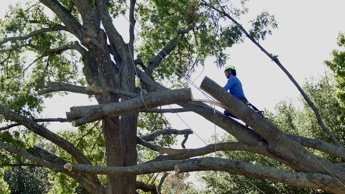 Professional Crown Thinning performed by certified arborists in Peconic